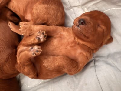 Cavoodle – Glen Forrest