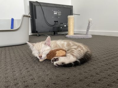 Siamese – Bundamba