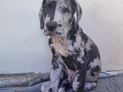 Great Dane – Redcliffe