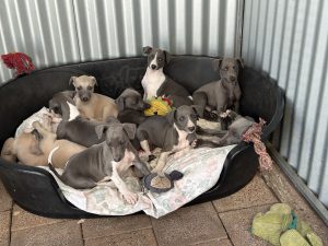 Pets For Sale - From Responsible Breeders