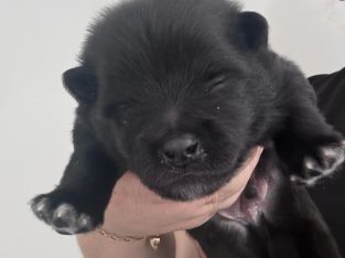 German Spitz – Queenstown