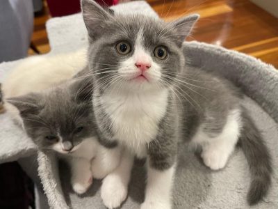 British Shorthair – Box Hill