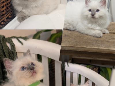 Ragdoll – Crestmead