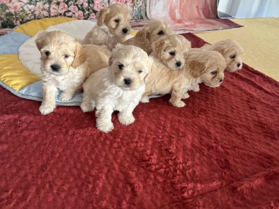 Maltalier – Mount Barker