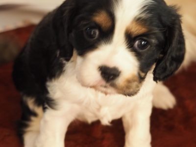 Maltalier – Mount Barker