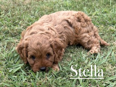 Cavoodle – Batlow