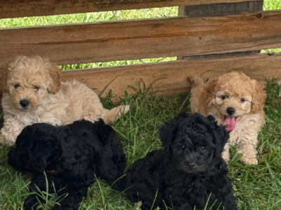 Poodle Mini – Greenbank
