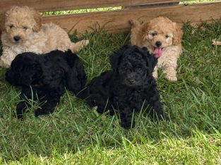 Poodle Mini – Greenbank