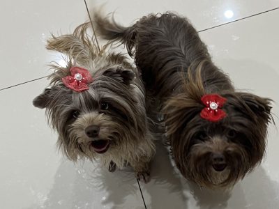 Yorkshire Terrier – Rooty Hill