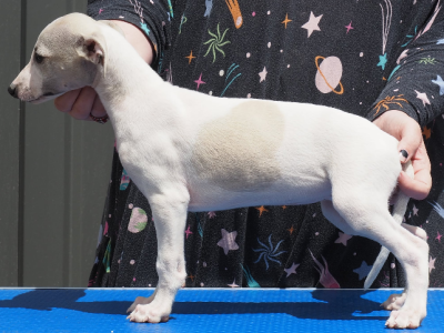 Whippet – Tooradin