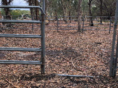 Horse – Boyup Brook