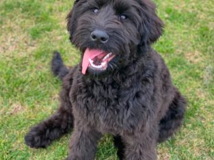 Labradoodle – Frankston South