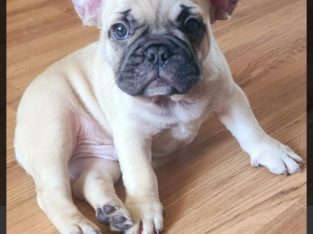 French Bulldog – Glenfield