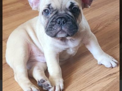 French Bulldog – Glenfield