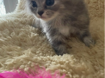 Ragdoll – Mount Gravatt East