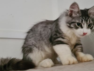 Siberian Cat – Glen Innes