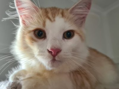 Siberian Cat – Glen Innes