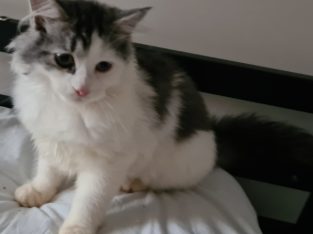 Siberian Cat – Glen Innes