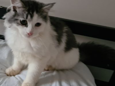 Siberian Cat – Glen Innes