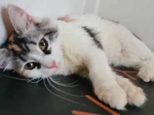 Siberian Cat – Glen Innes