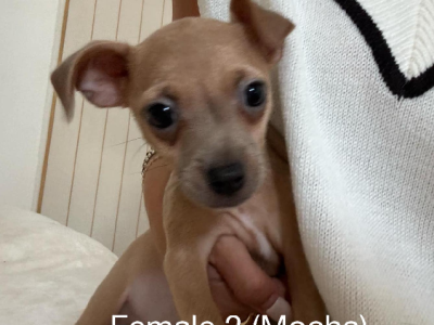 Chihuahua – Hervey Bay