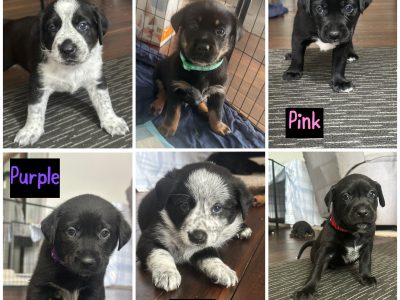 Australian Kelpie – Coraki