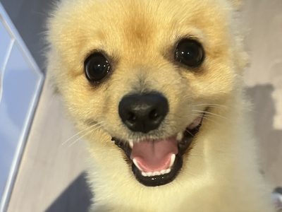 Pomeranian – Sydney