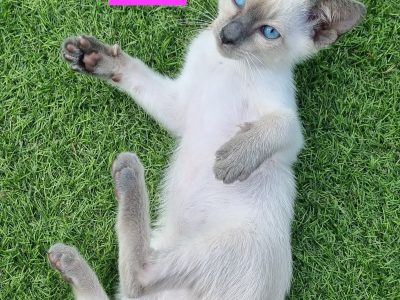Tonkinese Cat – Samantha Cardiacos