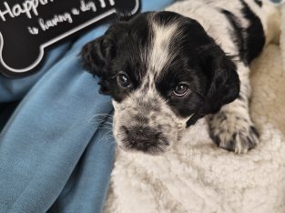 Cockalier – Tarragindi