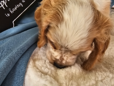 Cockalier – Tarragindi