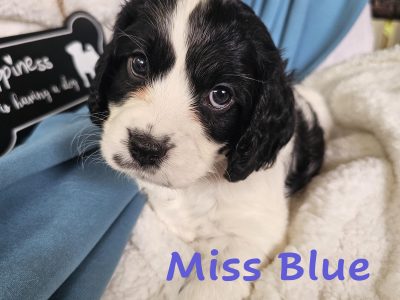 Cockalier – Tarragindi