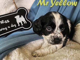 Cockalier – Tarragindi