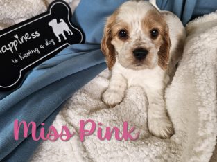 Cockalier – Tarragindi