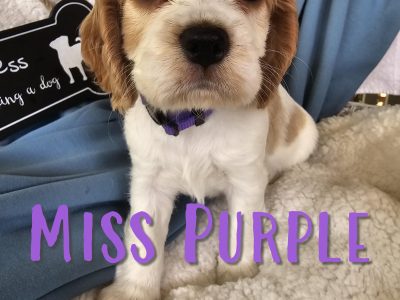 Cockalier – Tarragindi