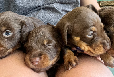 Dachshund – Ipswich