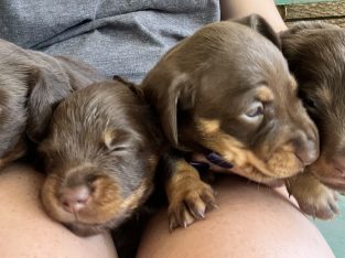 Dachshund – Ipswich