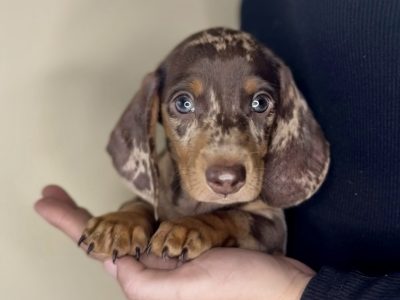 Miniature Dachshund – Boonah