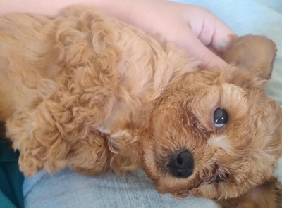 Cavoodle – Bahrs Scrub