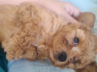 Cavoodle – Bahrs Scrub