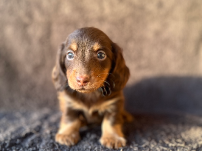 Miniature Dachshund – Tongala