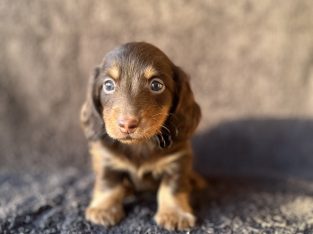 Miniature Dachshund – Tongala