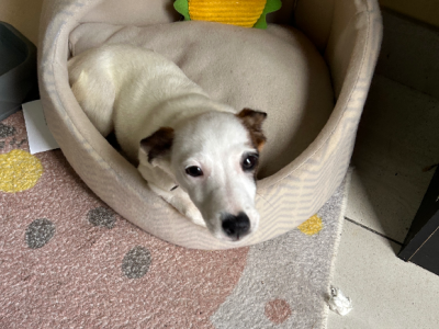 Jack Russell – Tarneit
