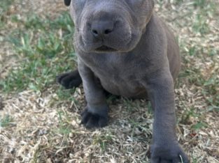 American Staffordshire Bull Terrier – Frankston