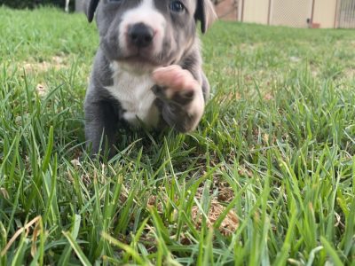 American Staffordshire Bull Terrier – Boyanup