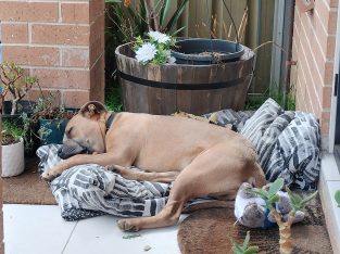 Staffordshire Bull Terrier – Campbelltown