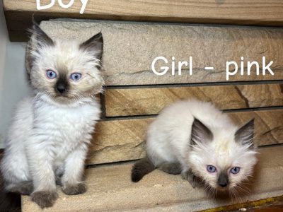 Ragdoll – Blacktown