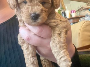 Toy Poodle – Burradoo