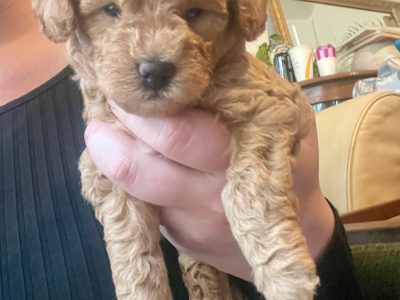 Toy Poodle – Burradoo