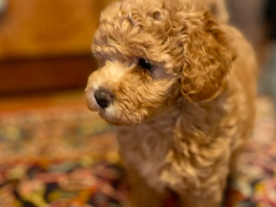 Toy Poodle – Burradoo