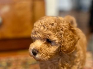 Toy Poodle – Burradoo